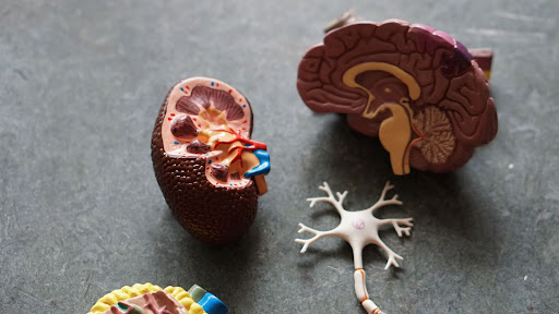 Psychology Revision and Notes Model of the Brain broken apart Vaia