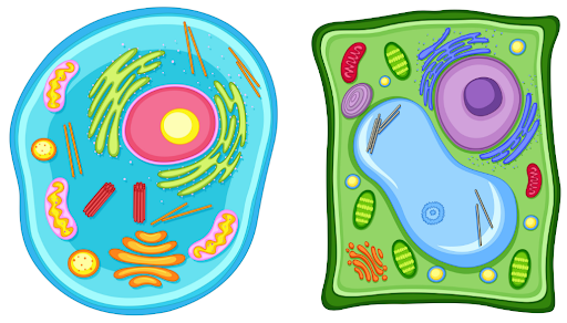 Biology Revision and Notes Cells Vaia