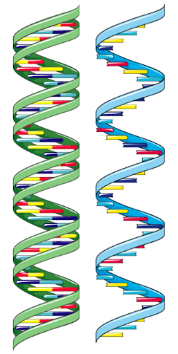Biology Revision and Notes Genetic Information DNA and RNA Vaia